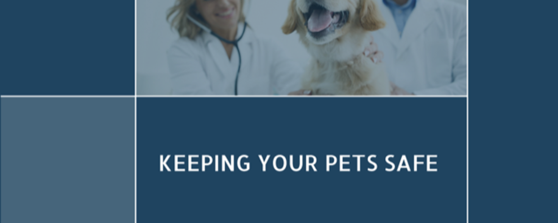 Vigilancia Post-Comercialización en Productos Veterinarios: Garantizando Seguridad y Eficacia